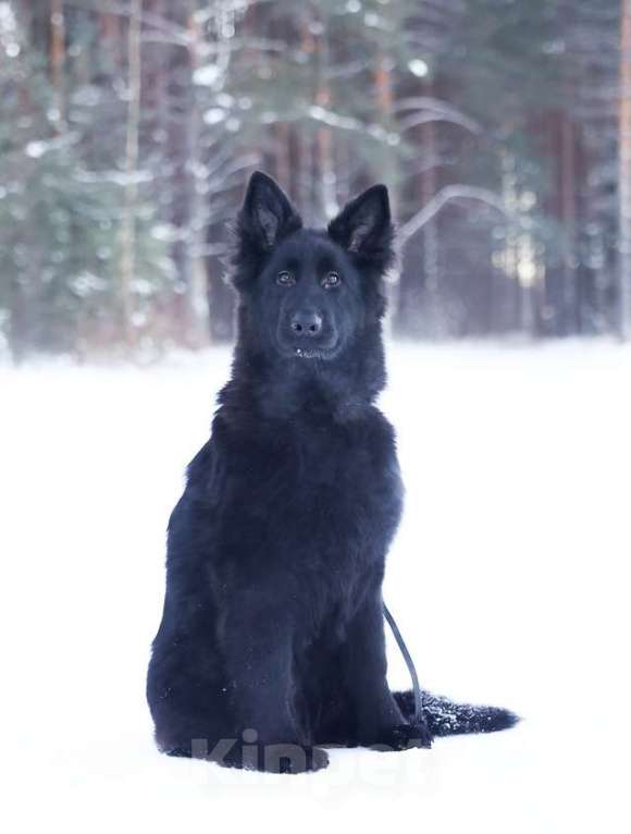 Собаки в других городах Архангельской области: черная длинношерстная Девочка, 75 000 руб. - фото 3
