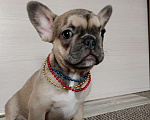 Собаки в Красноярске: Французский бульдог девочка  Девочка, Бесплатно - фото 1