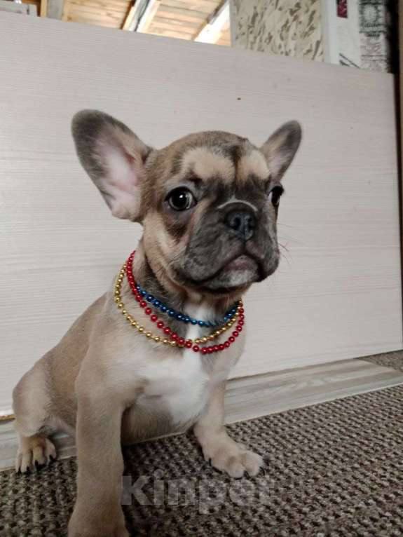 Собаки в Красноярске: Французский бульдог девочка  Девочка, Бесплатно - фото 1
