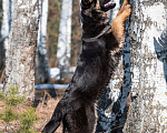 Собаки в других городах Московской области: Собаки щенки немецкой овчарки рабочего разведения Девочка, 80 000 руб. - фото 3