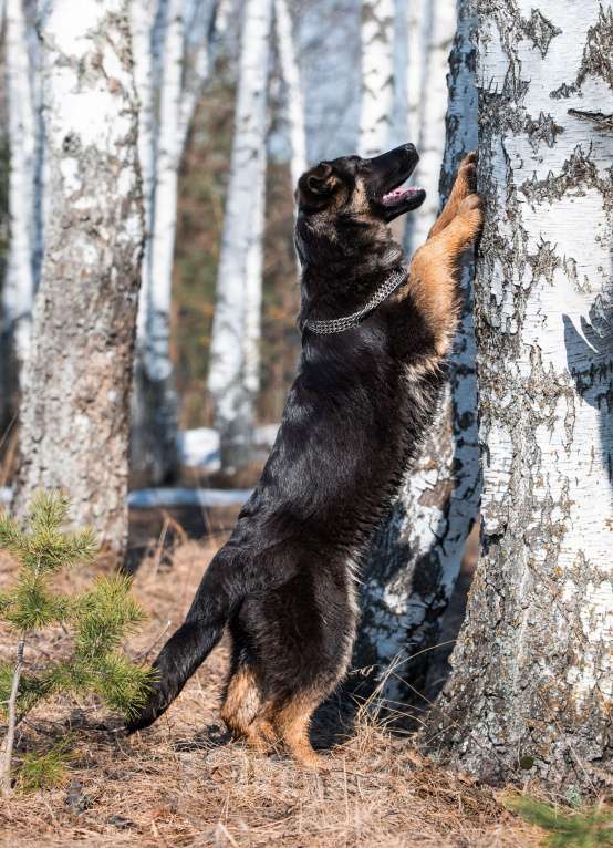 Собаки в других городах Московской области: Собаки щенки немецкой овчарки рабочего разведения Девочка, 80 000 руб. - фото 3