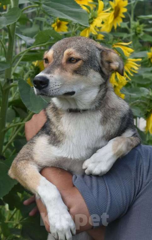 Собаки в Москве: Чара — умница, красавица и просто очаровательная девочка Девочка, 1 руб. - фото 3
