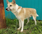 Собаки в Нефтеюганске: Срочно нужен дом Мальчик, Бесплатно - фото 3