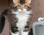 Кошки в Барнауле: Котенок мейн-Куна Мальчик, Бесплатно - фото 1
