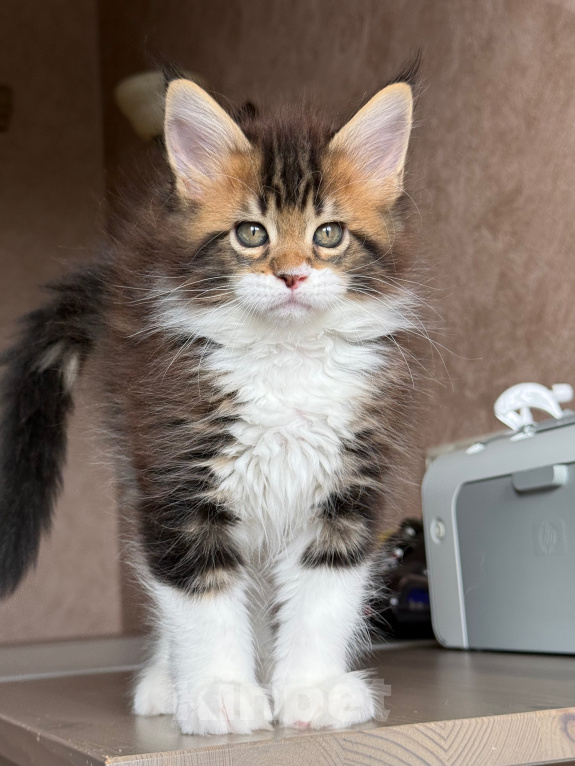 Кошки в Барнауле: Котенок мейн-Куна Мальчик, Бесплатно - фото 1