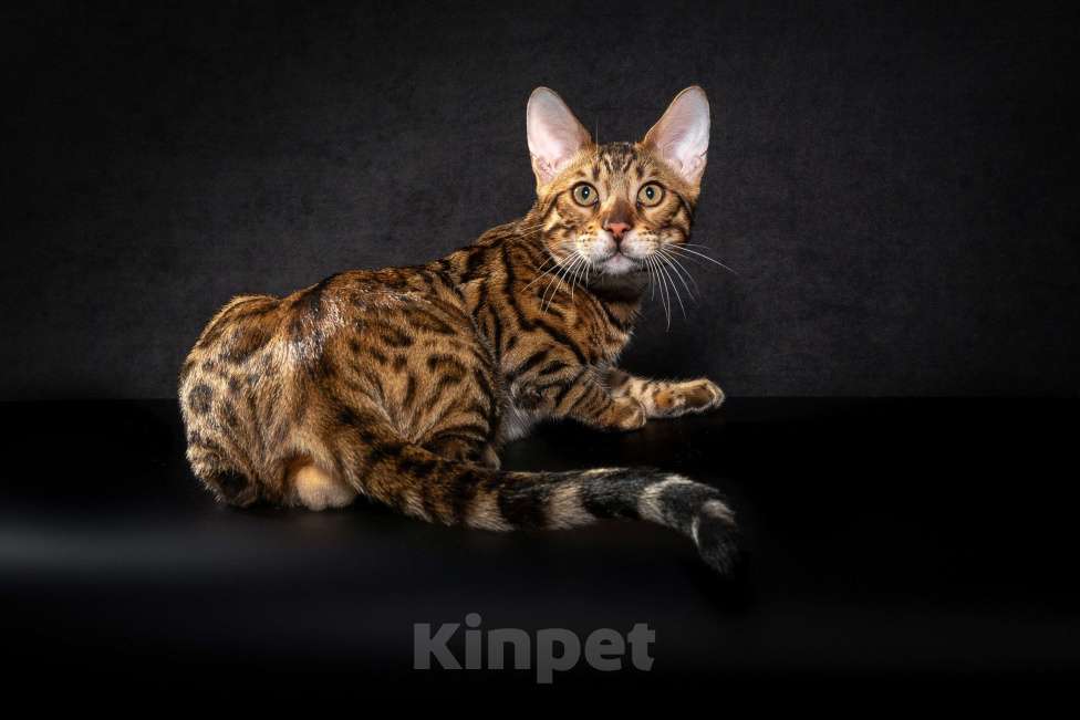 Кошки в Екатеринбурге: GRACE EKT"S  RICHARD - бенгальский кот в разведение! Мальчик, Бесплатно - фото 2