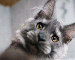 Кошки в Химках: Молодой кот Мейн-Кун  Мальчик, 100 000 руб. - фото 10