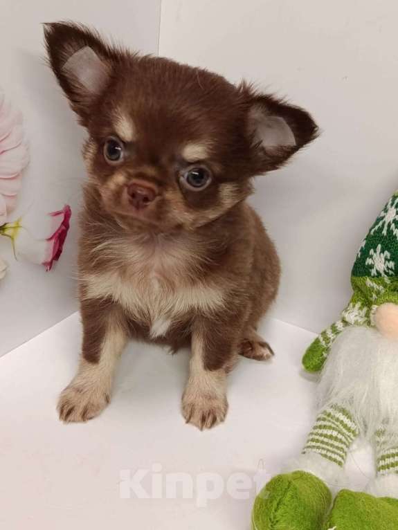 Собаки в других городах Московской области: Кузенька Мальчик, 40 000 руб. - фото 4