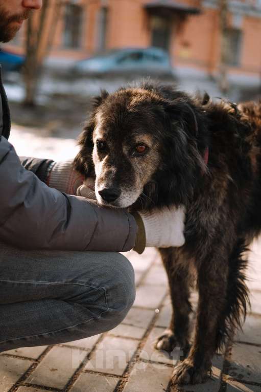 Собаки в Санкт-Петербурге: Карат из приюта в добрые руки Мальчик, Бесплатно - фото 6