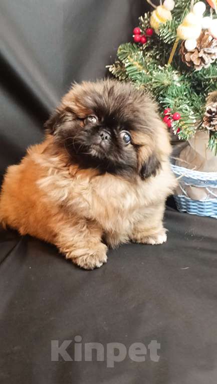 Собаки в Самаре: Пекинес красотка Девочка, Бесплатно - фото 6