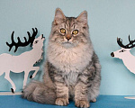 Кошки в Москве: Серебристый котик Мальчик, Бесплатно - фото 2