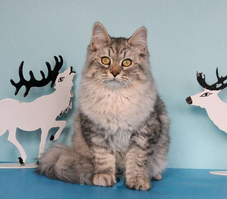 Кошки в Москве: Серебристый котик Мальчик, Бесплатно - фото 2