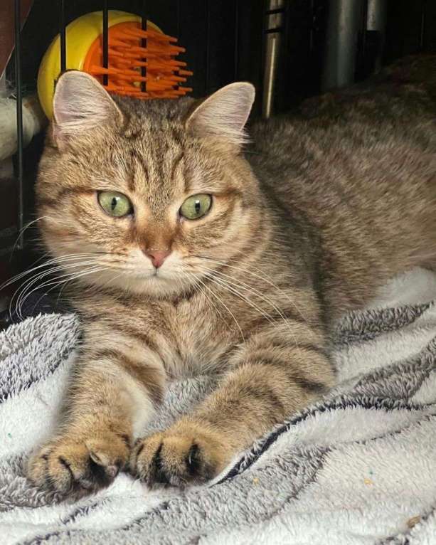 Кошки в Москве: Ласковую кошечку-подростка выпускают на улицу 🆘️ Срочный поиск дома! Девочка, Бесплатно - фото 2