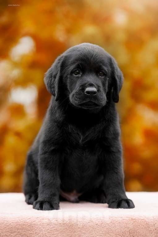 Собаки в Ярославле: Щенок лабрадор,мальчик  Мальчик, 80 000 руб. - фото 2