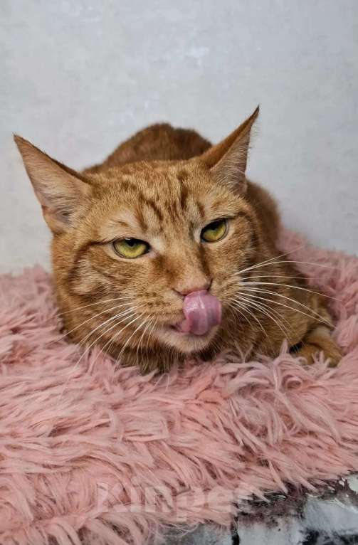 Кошки в Москве: Рыжий кот в добрые руки Мальчик, Бесплатно - фото 5