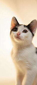 Котенок девочка с мусорки