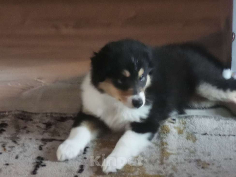 Собаки в Чебоксарах: Очаровательный парень колли Мальчик, 30 000 руб. - фото 3