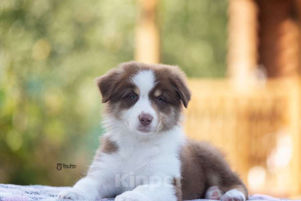 Собаки в Москве: австралийская овчарка аусси Мальчик, 60 000 руб. - фото 4