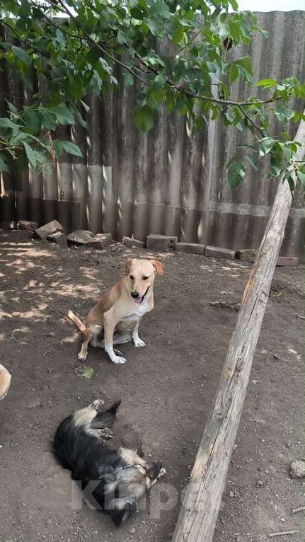 Собаки в Москве: Не такая как все!Собака по кличке Карамелька. Девочка, Бесплатно - фото 4