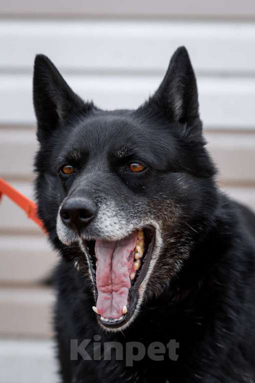 Собаки в Москве: Кама Девочка, Бесплатно - фото 5