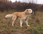 Собаки в Видном: Старк, 5 лет, алабай/ретривер Мальчик, Бесплатно - фото 3