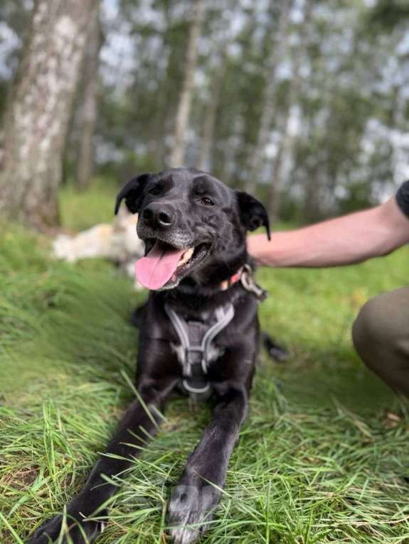 Собаки в Москве: Маленький пес Чили из приюта Мальчик, Бесплатно - фото 3