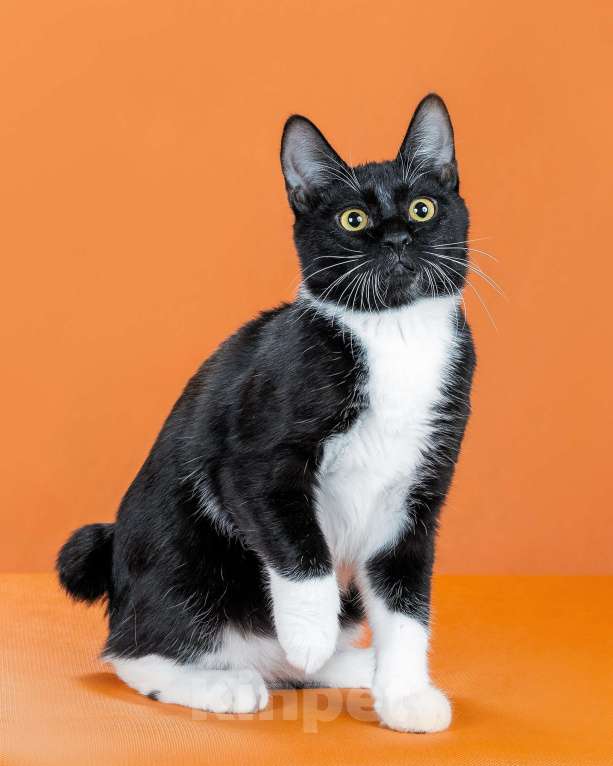 Кошки в Омске: кошечка курильского бобтейла Девочка, 30 000 руб. - фото 2