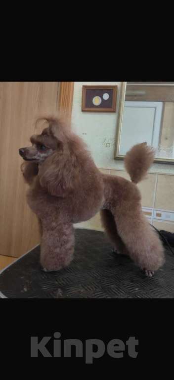 Собаки в Севастополе: Яркий щенок той-пуделя (девочка) 3,5 месяца Девочка, 180 000 руб. - фото 4