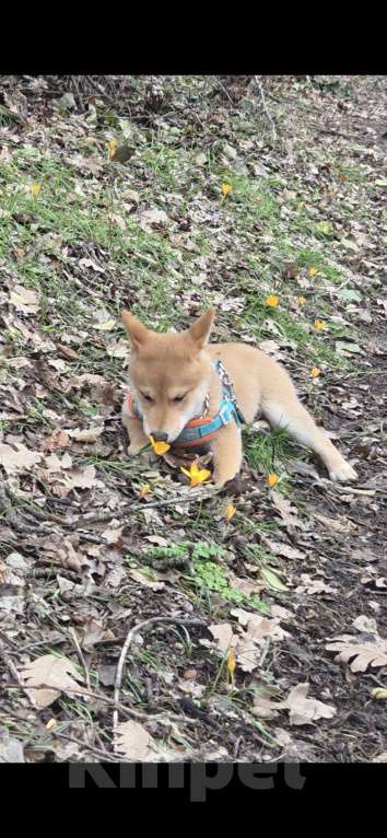 Собаки в Севастополе: Щенок Сиба ину Мальчик, 45 000 руб. - фото 4