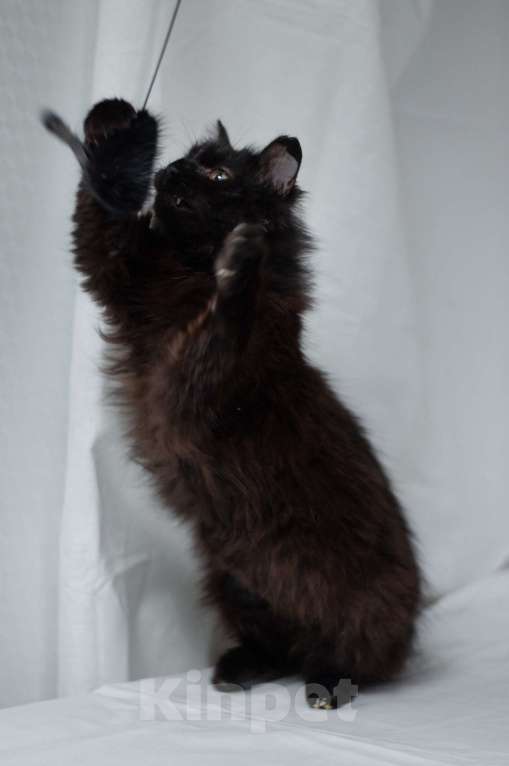 Кошки в Ногинске: Самая ласковая кошечка Матильда в поиске дома Девочка, Бесплатно - фото 5