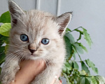 Кошки в Чебоксарах: Девочка в добрые руки Девочка, Бесплатно - фото 1