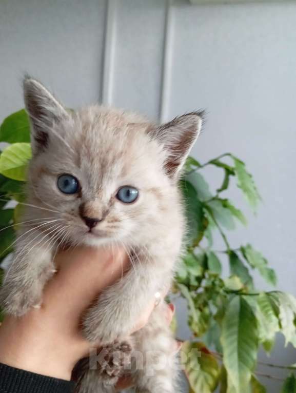 Кошки в Чебоксарах: Девочка в добрые руки Девочка, Бесплатно - фото 1