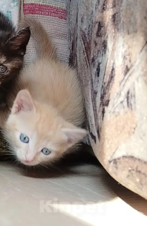Кошки в Ленинске-Кузнецком: Котёнок в добрые руки Девочка, Бесплатно - фото 4