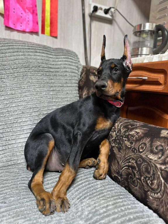 Собаки в Клине: Кобель 3,5 мес. Мальчик, 90 000 руб. - фото 1