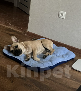 Собаки в Люберцах: Отдам в добрые руки самого дорогого на свете мальчика Мальчик, Бесплатно - фото 2