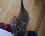 Кошки в Москве: Котенок-девочка 1,5 месяца Девочка, Бесплатно - фото 5