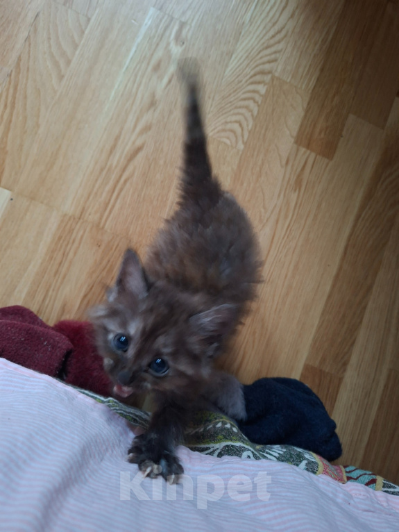 Кошки в Москве: Котенок-девочка 1,5 месяца Девочка, Бесплатно - фото 5