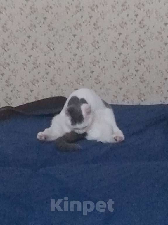 Кошки в Саратове: Срочно в добрые руки Девочка, Бесплатно - фото 7