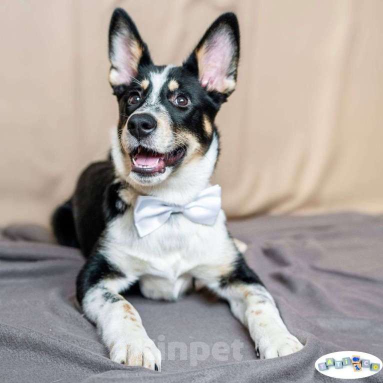 Собаки в Москве: Щенок акиты в добрые руки  Девочка, Бесплатно - фото 3