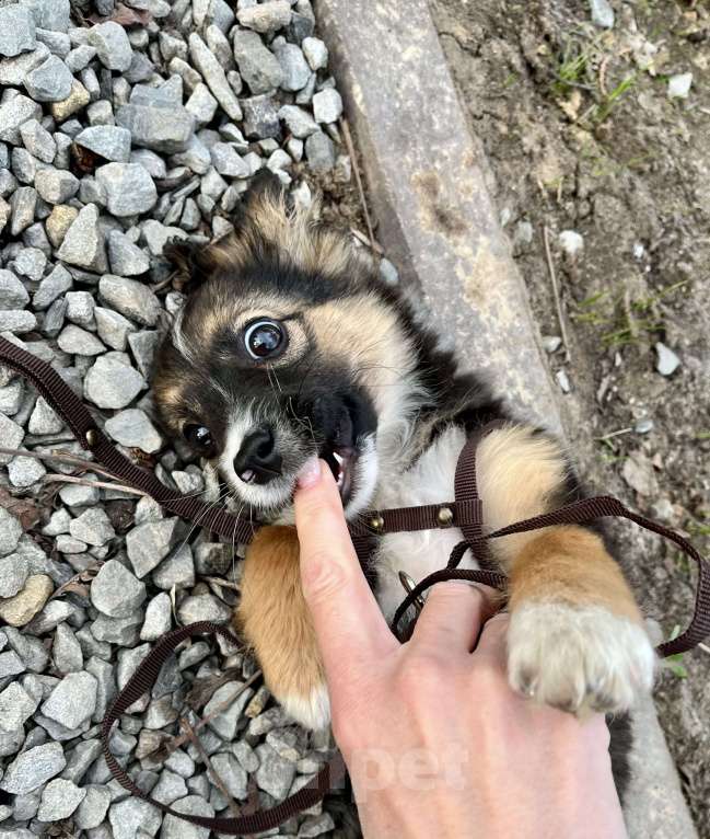 Собаки в Белом Калитве: Малышка в любящую семью Девочка, Бесплатно - фото 8