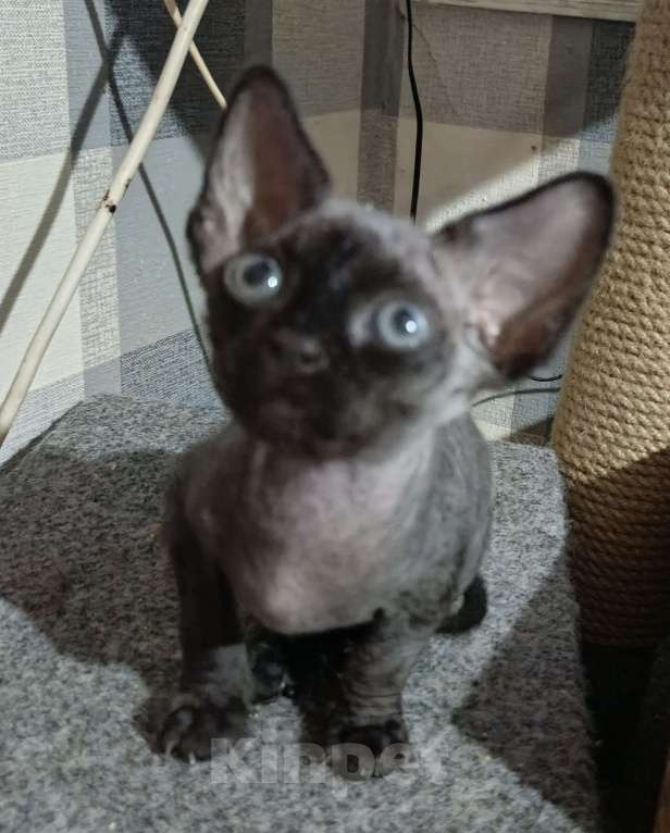 Кошки в Москве: Мальчик красавчик Мальчик, 20 000 руб. - фото 1