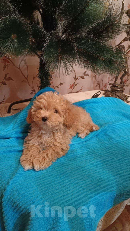 Собаки в Санкт-Петербурге: Мальтипу девочка  baby face Девочка, 85 000 руб. - фото 1