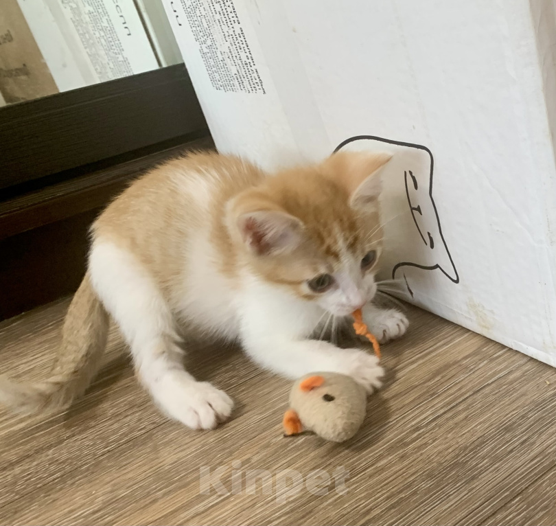 Кошки в Санкт-Петербурге: Котенок ищет дом Мальчик, Бесплатно - фото 2