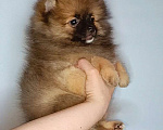 Собаки в Москве: Померанский шпиц, девочка Девочка, 22 000 руб. - фото 4
