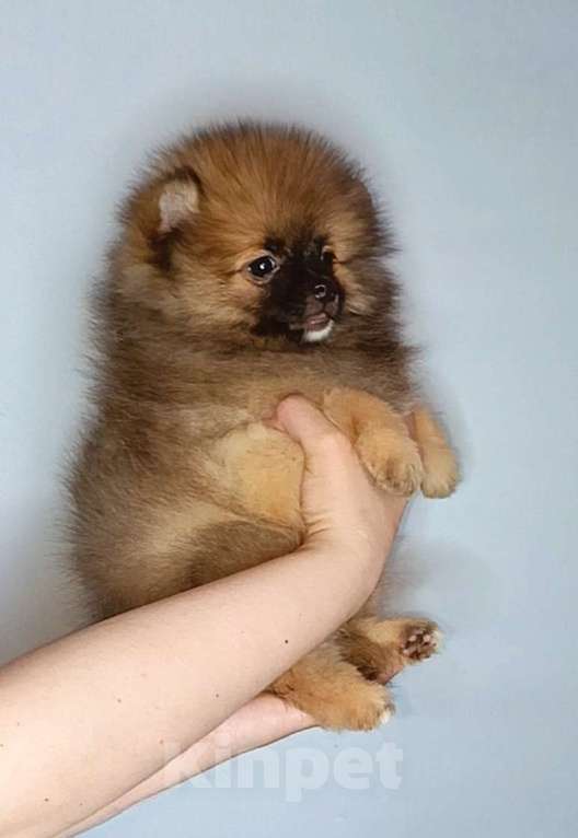 Собаки в Москве: Померанский шпиц, девочка Девочка, 22 000 руб. - фото 4
