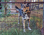 Собаки в Омске: Сторожевой пёс Мальчик, 1 руб. - фото 4