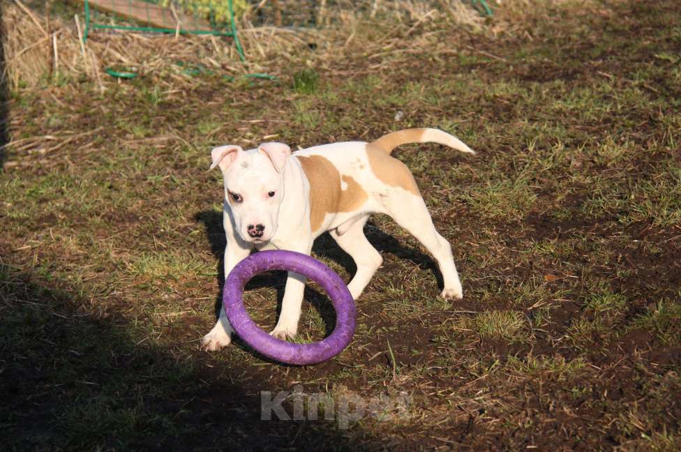 Собаки в других городах Московской области: Американский стаффордширский терьер щенки Мальчик, Бесплатно - фото 2