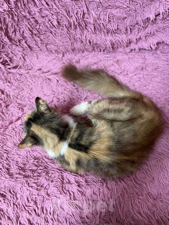 Кошки в Симферополе: Кошка в добрые руки Девочка, Бесплатно - фото 2