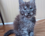 Кошки в Электростали: Котята мейн кун 2.5 мес Мальчик, 45 000 руб. - фото 3