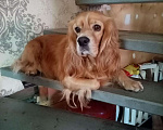 Собаки в Омске: Вязка за щенка, 1 руб. - фото 2